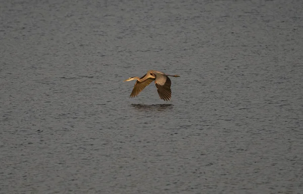 Uma Garça Cinzenta Voando Sobre Lago — Fotografia de Stock