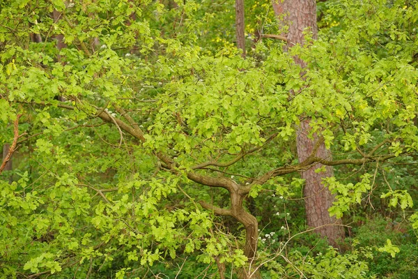 Gros Plan Branches Arbres Feuilles Vertes Dans Forêt — Photo