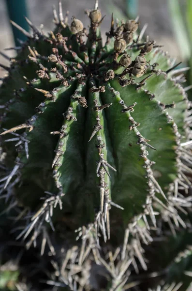 Primer Plano Una Planta Suculenta Cactus Verde — Foto de Stock