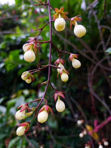 Pequeños Frutos Desconocidos Semillas Una Planta Taipei Botanical Garden Taiwán —  Fotos de Stock