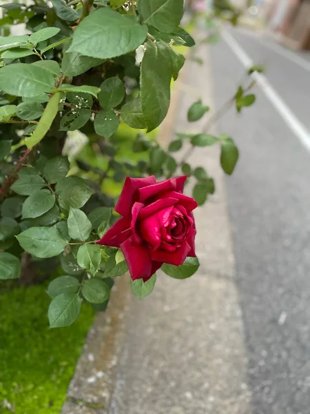 Μια Επιλεκτική Φωτογραφία Του Όμορφου Κόκκινου Τριαντάφυλλου — Φωτογραφία Αρχείου