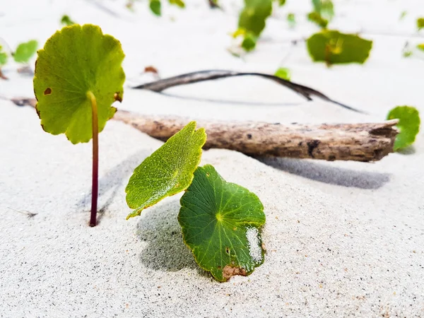 Hermoso Tiro Pennywort Largeleaf Creciendo Una Arena — Foto de Stock