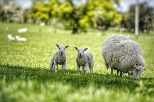 Eine Selektive Fokusaufnahme Von Schafen Mit Lämmern Auf Dem Feld — Stockfoto