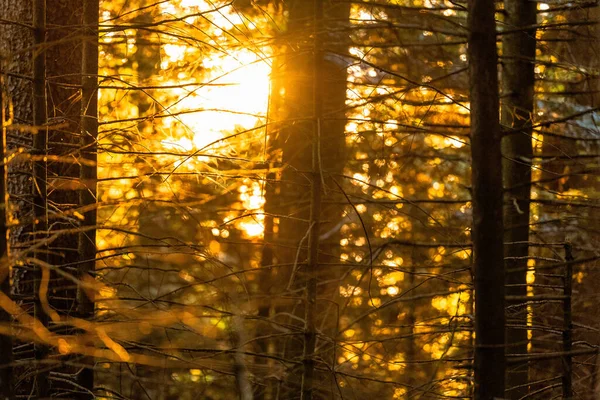 Der Wald Des Mont Pelerin Schweiz Waadt — Stockfoto