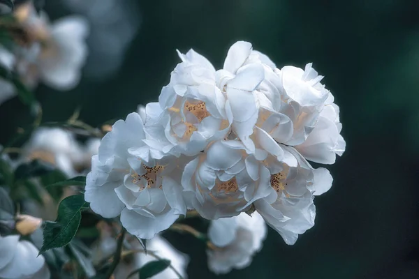 Селективный Фокус Белых Роз Парке — стоковое фото