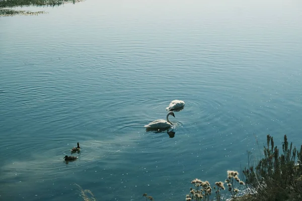 Uma Família Pássaros Cisnes Vagando Lago — Fotografia de Stock