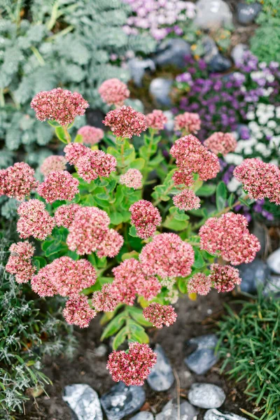 Vertikální Záběr Růžovou Květinovou Rostlinu — Stock fotografie