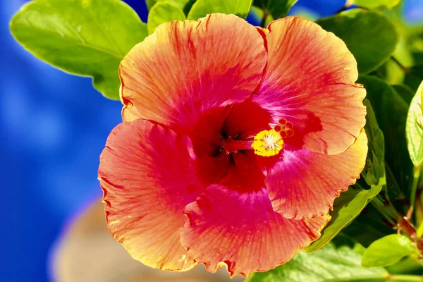 Gros Plan Une Belle Fleur Hibiscus Poussant Dans Jardin — Photo