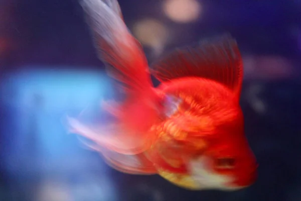 Sebuah Gambar Kabur Dari Ikan Emas Bawah Air — Stok Foto