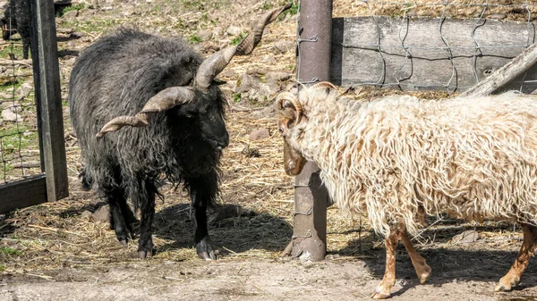 Schöne Aufnahme Von Schafen Mit Verdrehten Hörnern Auf Einem Bauernhof — Stockfoto