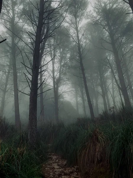 Une Vue Sur Forêt Dense Entourée Arbres Buissons Par Temps — Photo