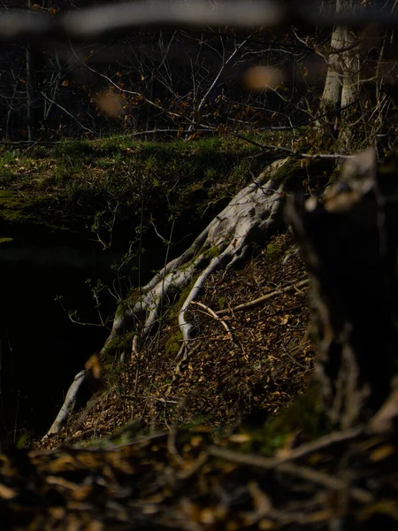 Selektivní Zaostření Kořene Stromu Lese — Stock fotografie