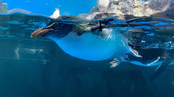 Langkawi, Malezya 'da yüzeye yakın yüzen sevimli bir penguen.