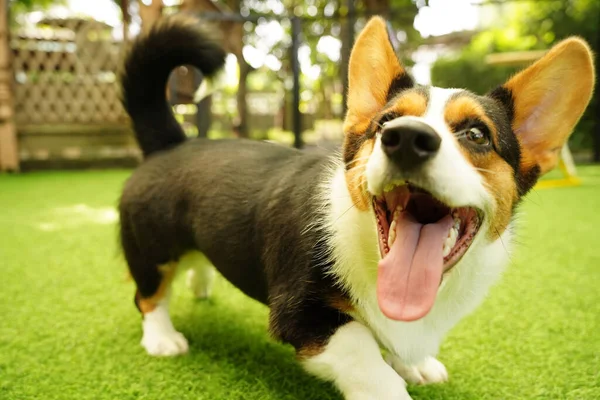 一只彭布罗克威尔士科尔吉犬在一个模糊背景的公园里的特写镜头 — 图库照片