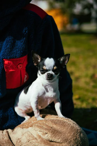 Vertikal Bild Chihuahua Parken Solig Dag — Stockfoto