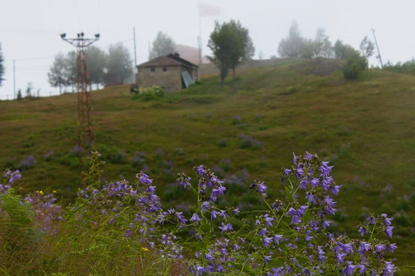 Vackra Fält Blommor Bakgrunden Lantlig Hus Molnig Dag — Stockfoto