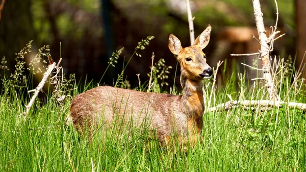 Krásný Výhled Srnčí Srnu Nebo Capreolus Mezi Trávou Svém Stanovišti — Stock fotografie