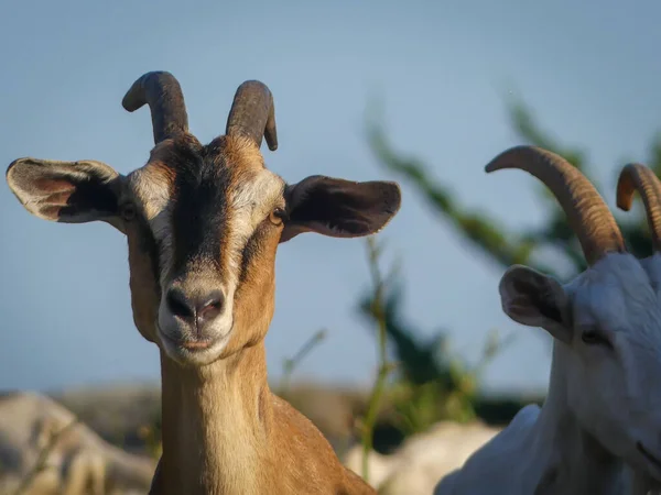 Cabras Comendo Trabalhando Torno Rhode Island Goatscaping Limpeza Lan — Fotografia de Stock