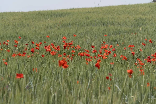 赤いポピーの花が咲き乱れる緑の野の美しい景色 — ストック写真