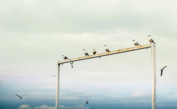 Row Seagulls Perched Metal Rusty Rod Beach — Stock Photo, Image