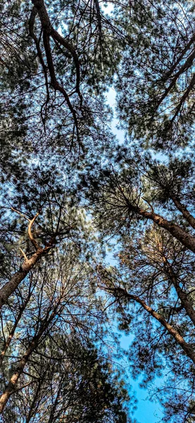 Низкоугольный Снимок Высоких Сосен Лесу Pyin Lwin Мандалай Мьянма — стоковое фото