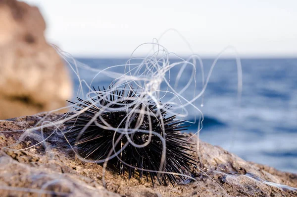 Deniz Kestanesi Rock Yakınındaki Ocean Arka Plan Üzerinde — Stok fotoğraf