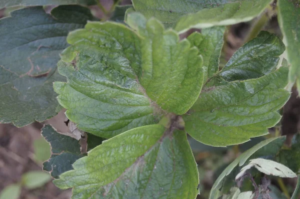 绿叶植物的特写花园绿叶植物的特写 — 图库照片