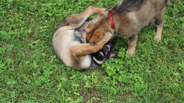 Sebuah Selektif Dari Dua Anak Anjing Alsatian Coklat Bermain Rumput — Stok Foto
