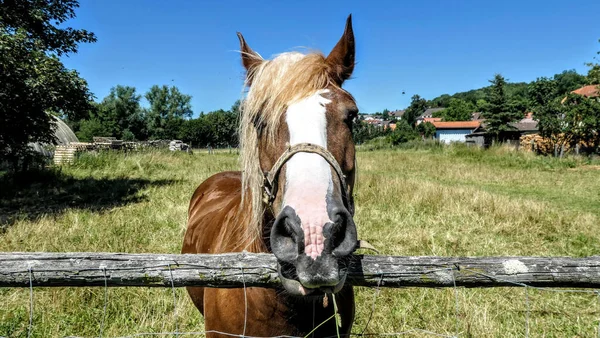 Gros Plan Cheval Près Une Clôture Bois Dans Paysage — Photo