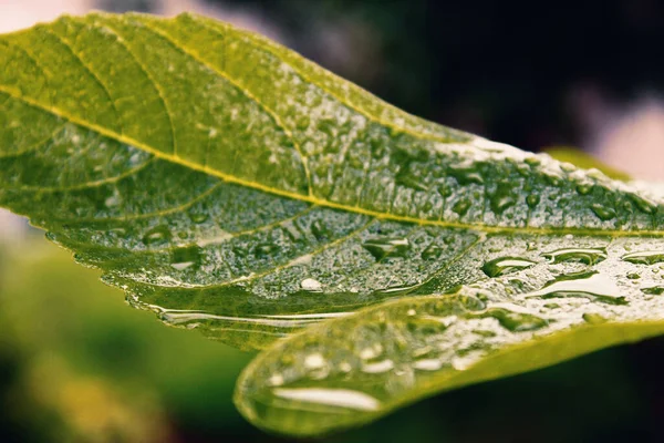 Foyer Sélectif Une Grande Feuille Verte Avec Des Gouttes Pluie — Photo