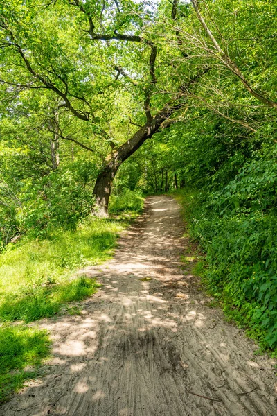Colpo Verticale Bellissimo Sentiero Tra Gli Alberi Una Foresta Verde — Foto Stock