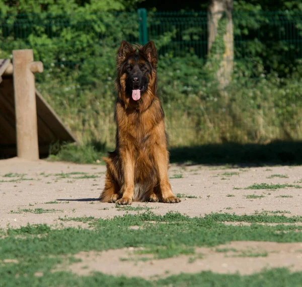 Tasmasız Bir Parkta Dili Çıkmış Güzel Bir Alman Çoban Köpeği — Stok fotoğraf