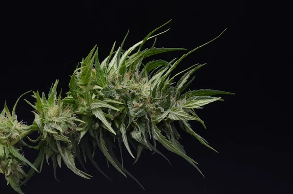 Ανθισμένη Κάνναβη Μαριχουάνα Πράσινο Μπουμπούκια Ώριμα Λουλούδια — Φωτογραφία Αρχείου