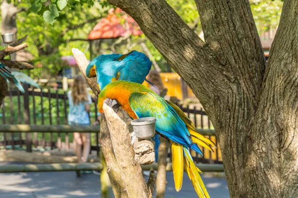 Tiro Close Papagaios Coloridos Uma Árvore Durante Dia — Fotografia de Stock