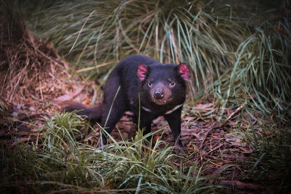Plan Rapproché Diable Tasmanie Assis Par Terre — Photo