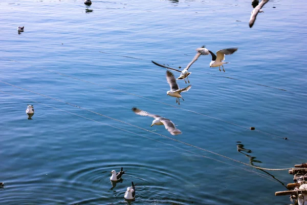 Flock Seagulls Flight Tranquil Blue Sea — Stock Photo, Image