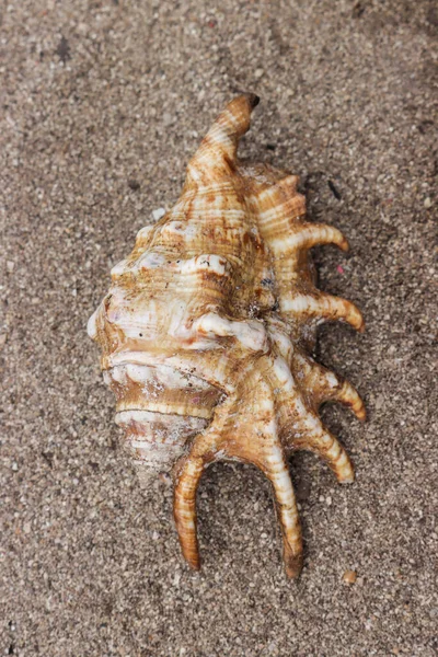 菲律宾一个小岛上沙滩上的一个贝壳的垂直顶部视图 — 图库照片