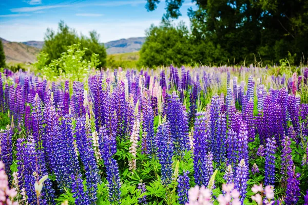 Selective Lupine Flowers Field Green Forest — Stock Photo, Image