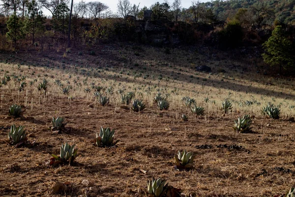 メキシコに位置する土壌保護区 若いアガベ植物が平行に植えられています — ストック写真