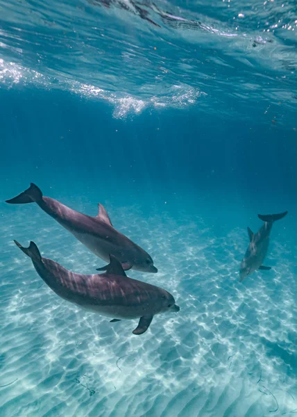 Een Verticaal Schot Van Dolfijnen Onder Helder Blauw Water — Stockfoto