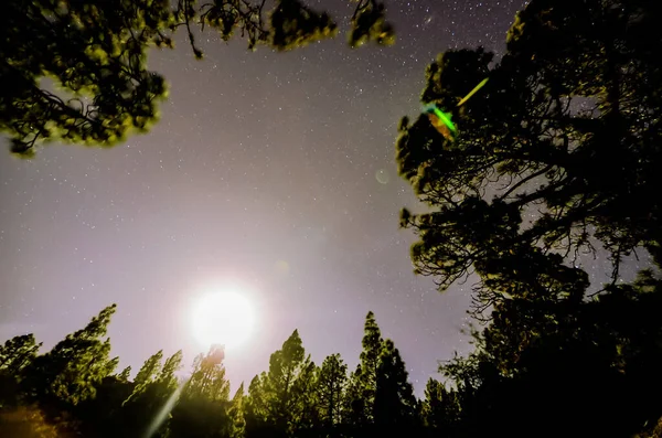 Stars Sky Night Trees Pine Forest — Stock Photo, Image