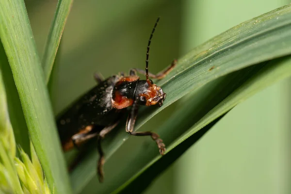 Macro Shot Beetle Sitting Leaf Blurry Background — Stock Photo, Image