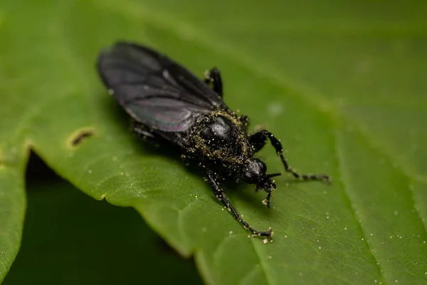 배경에 나뭇잎 딱정벌레의 매크로 — 스톡 사진