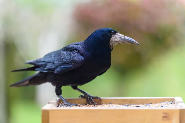 Foco Superficial Pájaro Torre Negro Sobre Fondo Borroso — Foto de Stock