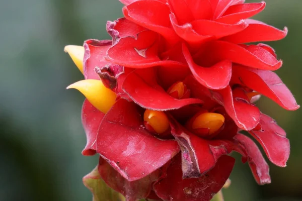 Een Closeup Shot Van Een Curcuma Roscoeana Bloem Een Wazige — Stockfoto