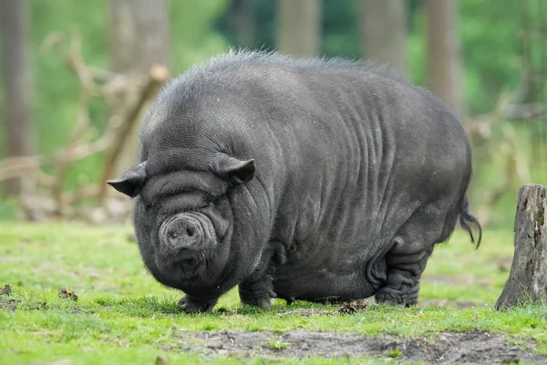 Eine Nahaufnahme Eines Vietnamesischen Topfbauchschweins Das Einem Grünen Park Steht — Stockfoto