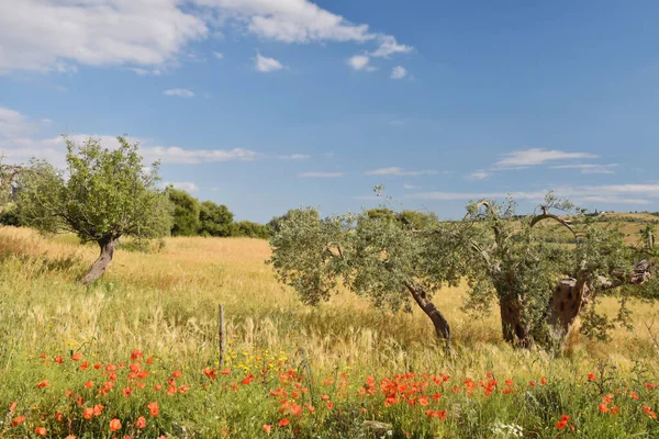 Ein Kulturfeld Der Sizilianischen Landschaft Der Provinz Ragusa Italien — Stockfoto