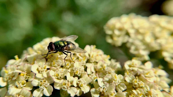 Een Close Shot Van Een Groene Vlieg Gele Bloemen — Stockfoto