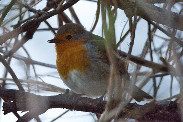 Bellissimo Scatto Pettirosso Europeo — Foto Stock