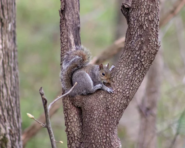 Ein Eichhörnchen Der Gabel Des Hartriegels — Stockfoto